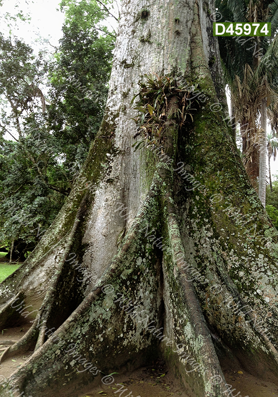 Kapok (Ceiba pentandra, Malvaceae)